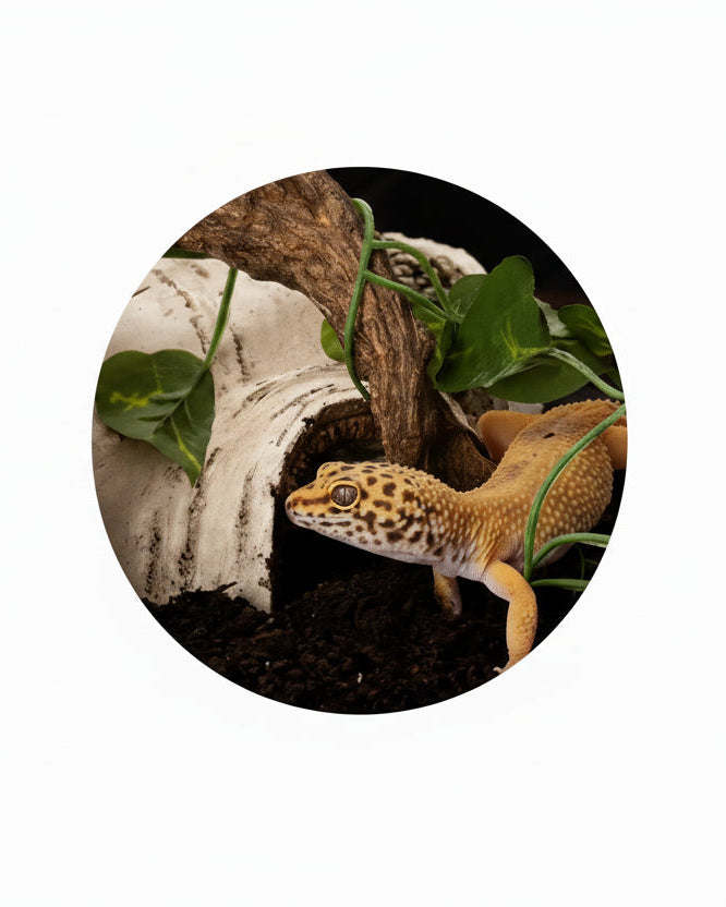 Reptile Hide Cave Natural Log Shelter – Terrarium Hideout for Lizards, Geckos, Frogs & Small Pets