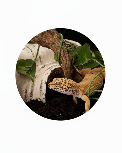 Reptile Hide Cave Natural Log Shelter – Terrarium Hideout for Lizards, Geckos, Frogs & Small Pets
