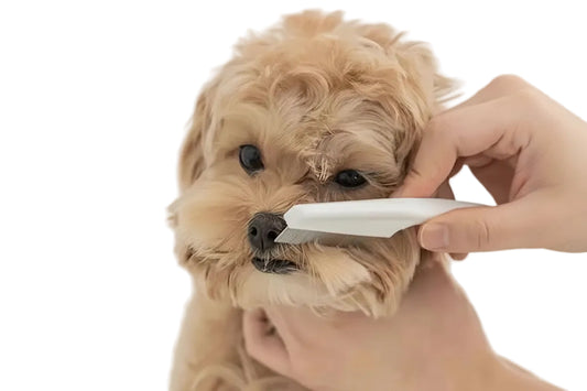 Stainless Steel Pet Flea Comb